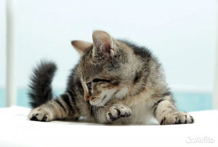 Котенок девочка 3 мес
