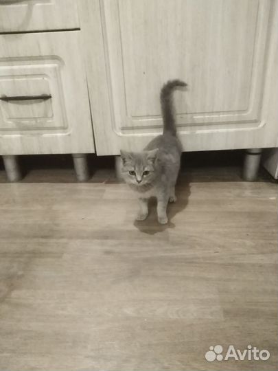 Котенок девочка отдам в добрые руки