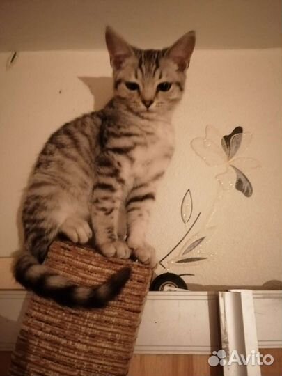 Шотландская кошка