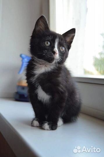 Очаровательный котёнок(девочка) в Добрые руки