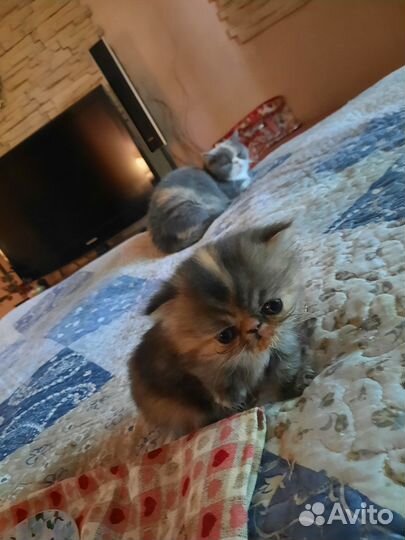 Персидская кошечка