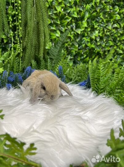 Много мини кроликов