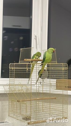 Ожереловые попугаи