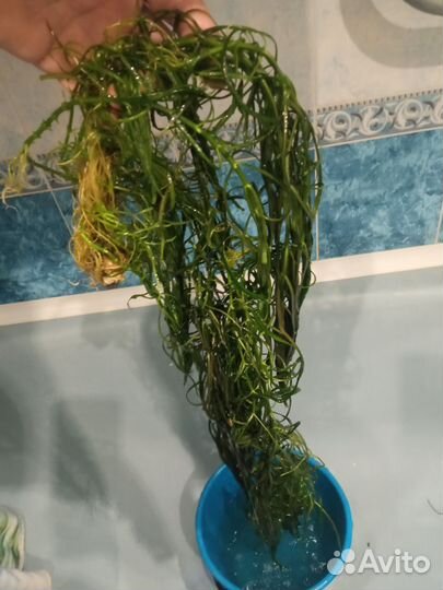 Аквариумное растение