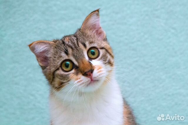 Котёнок-девочка Лёля вислоушка