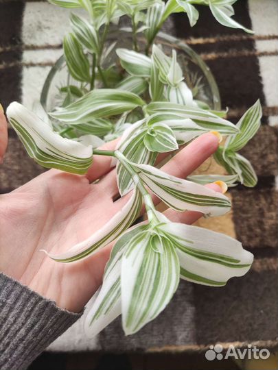 Традесканция