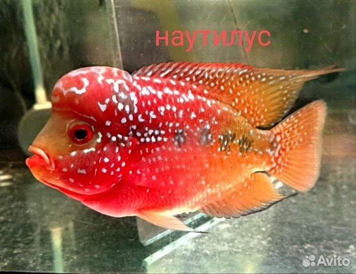 Флавер Хорн King Kamfa