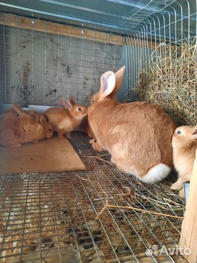 Кролики бургундские