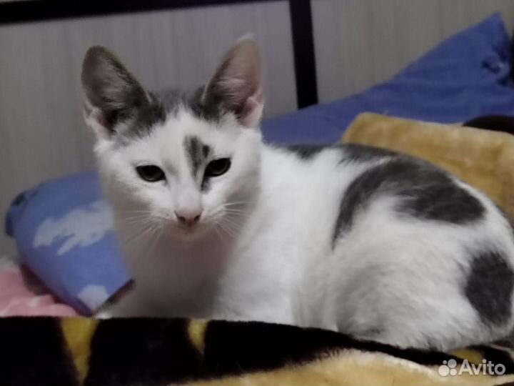 Бездомные котята