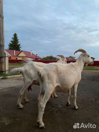 Козы ламанчи