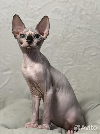 Канадский сфинкс