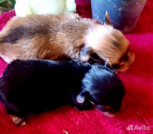 Йоркширский терьер