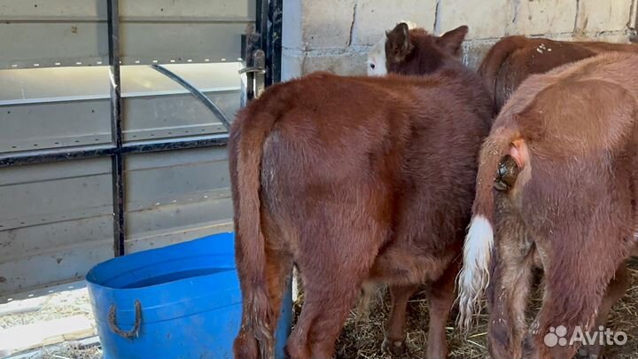 Бычки телята