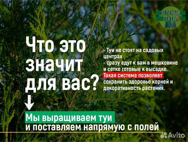 Туя смарагд 2 м свежая копка 2023