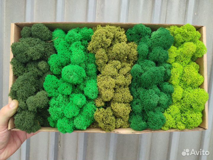 Мох Стабилизированный ягель, кочка, пласт, панно