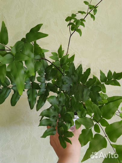 Папоротники, спатифиллум