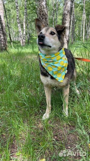 Ласковая собака Сэм ищет дом