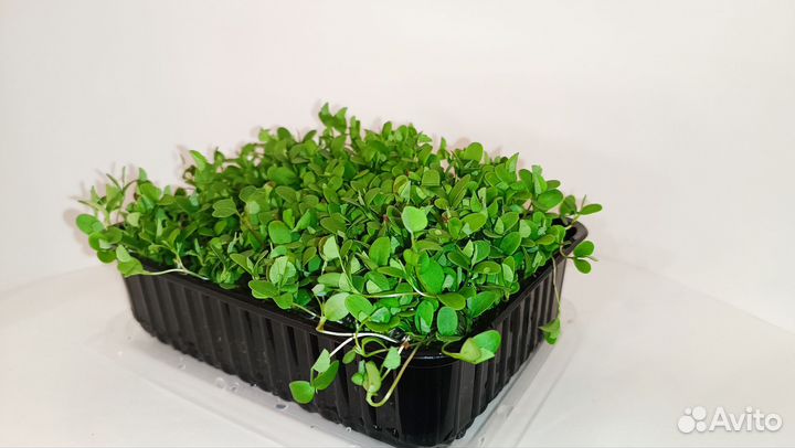 Микрозелень