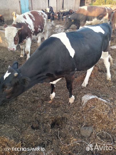 Сельхоз животные