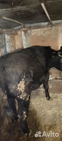 Пподам телок и быка