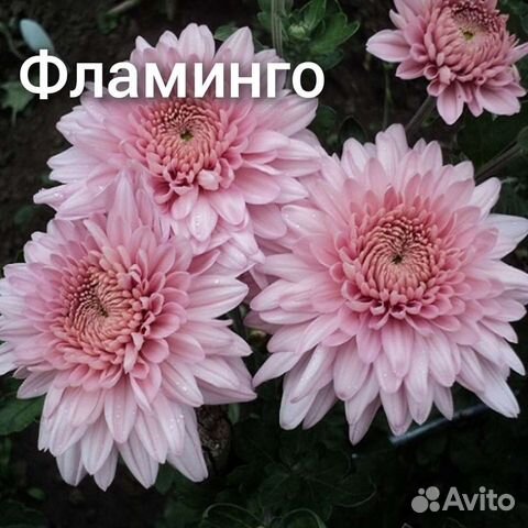 Хризантема