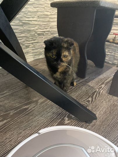 Отдам в добрые руки кошку