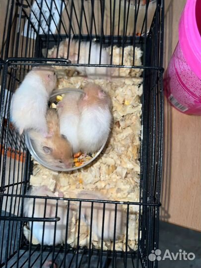 Хомяки оптом