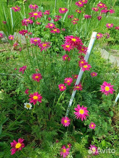 Пиретрум, ромашка