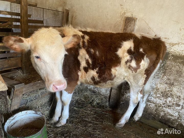 Телки 9 месяцев