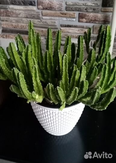 Кактус цереум