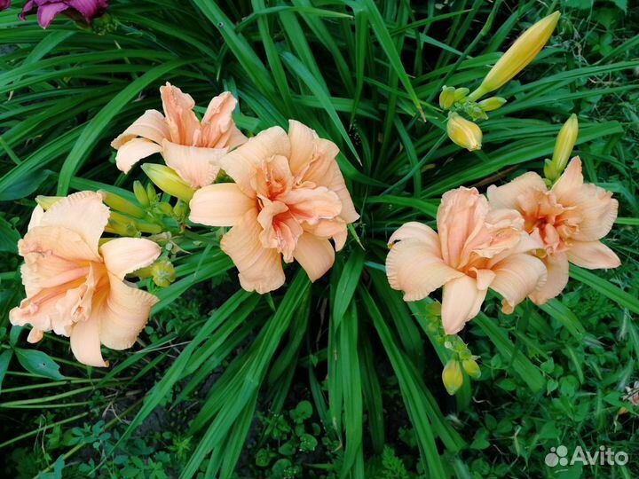 Лилейники сортовые