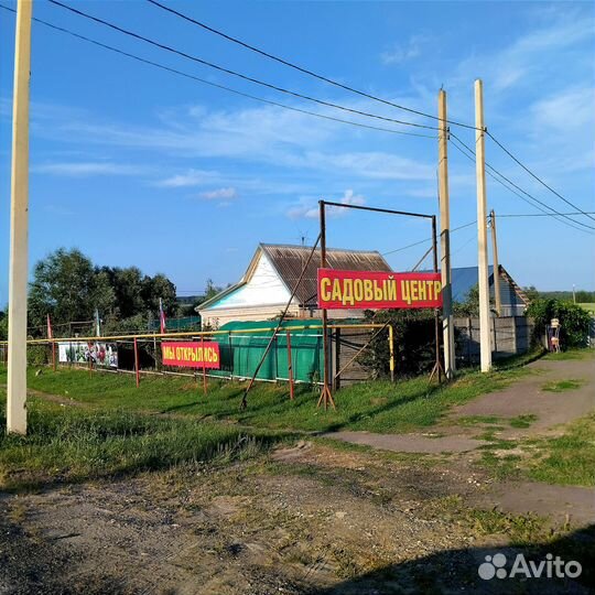 Саженцы плодовых и ягодных культур