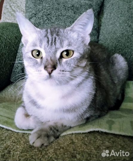 Молодая кошечка