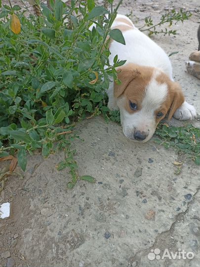 Отдам в добрые руки