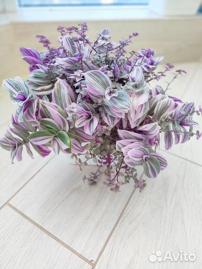 Традесканция розовая в композиции