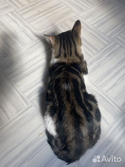 Котик Бузик