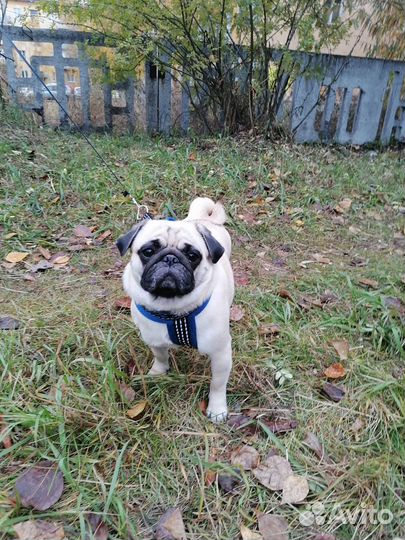 Вязка мопс девочка