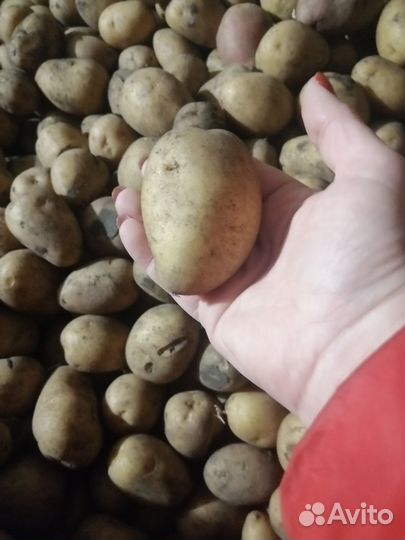 Семенной картофель