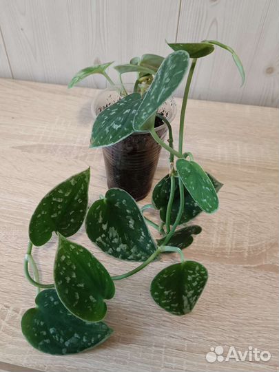 Сциндапсус Силвер Энн