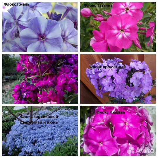 Флоксы