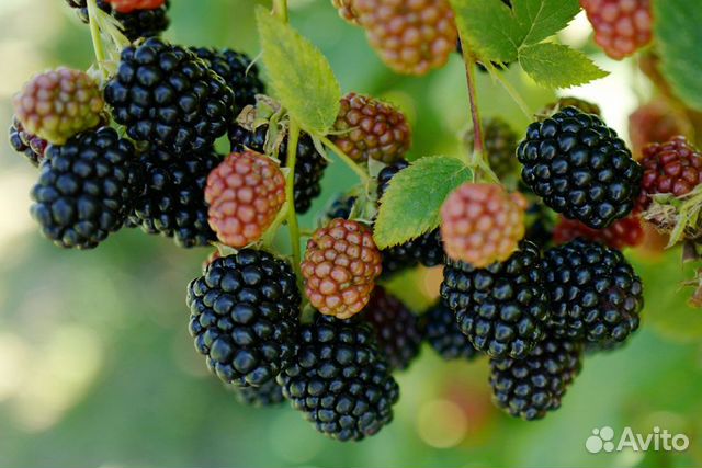 Рассада ежевики 5 сортов