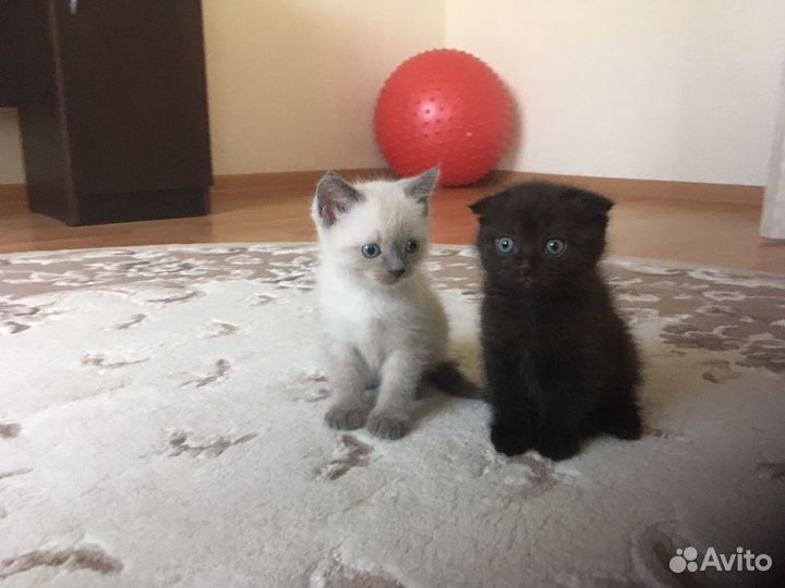 Британские котята
