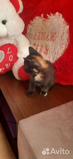 Пантерка мышелов