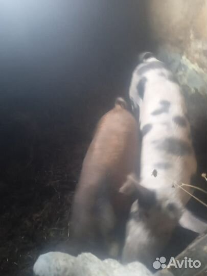 Поросенок ландрас