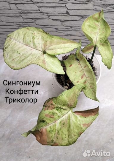 Сингониумы