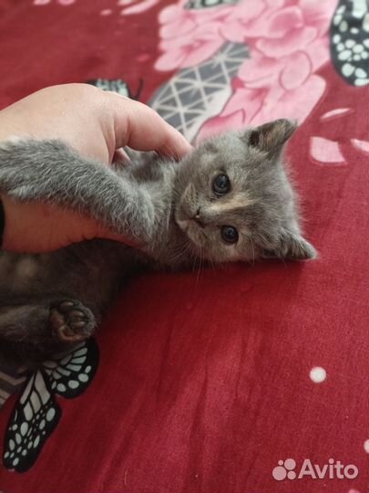 Готовятся к продаже 3 принцессы