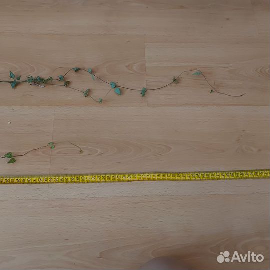 Церопегия дурбан