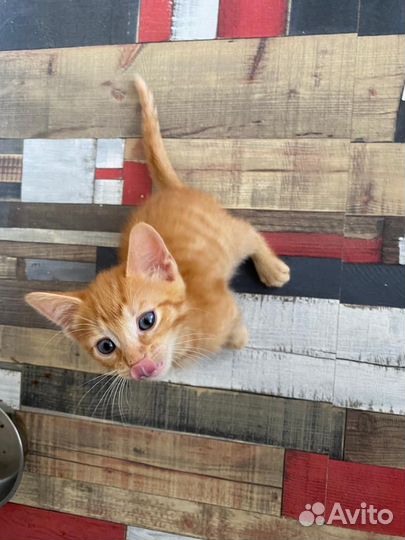 Котята в добрые руки бесплатно