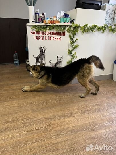 Собака в добрые руки