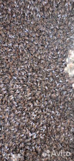 Пчелы пакеты Семьи